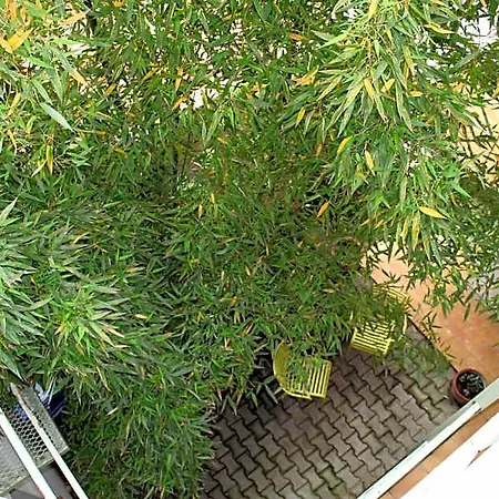 La Chartreuse